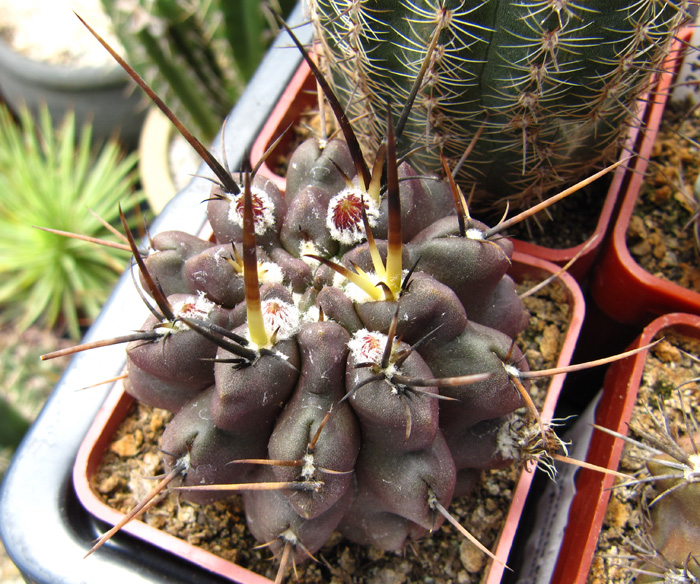 Eriosyce taltalensis subsp. pilispina (syn. Neoporteria calderana, Pyrrhocactus pilispinus)